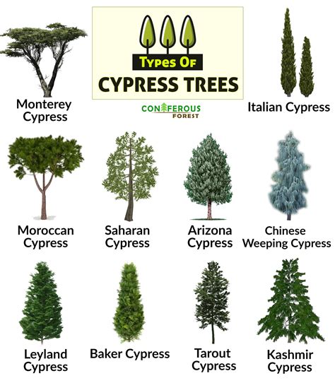 how to plant cypress trees